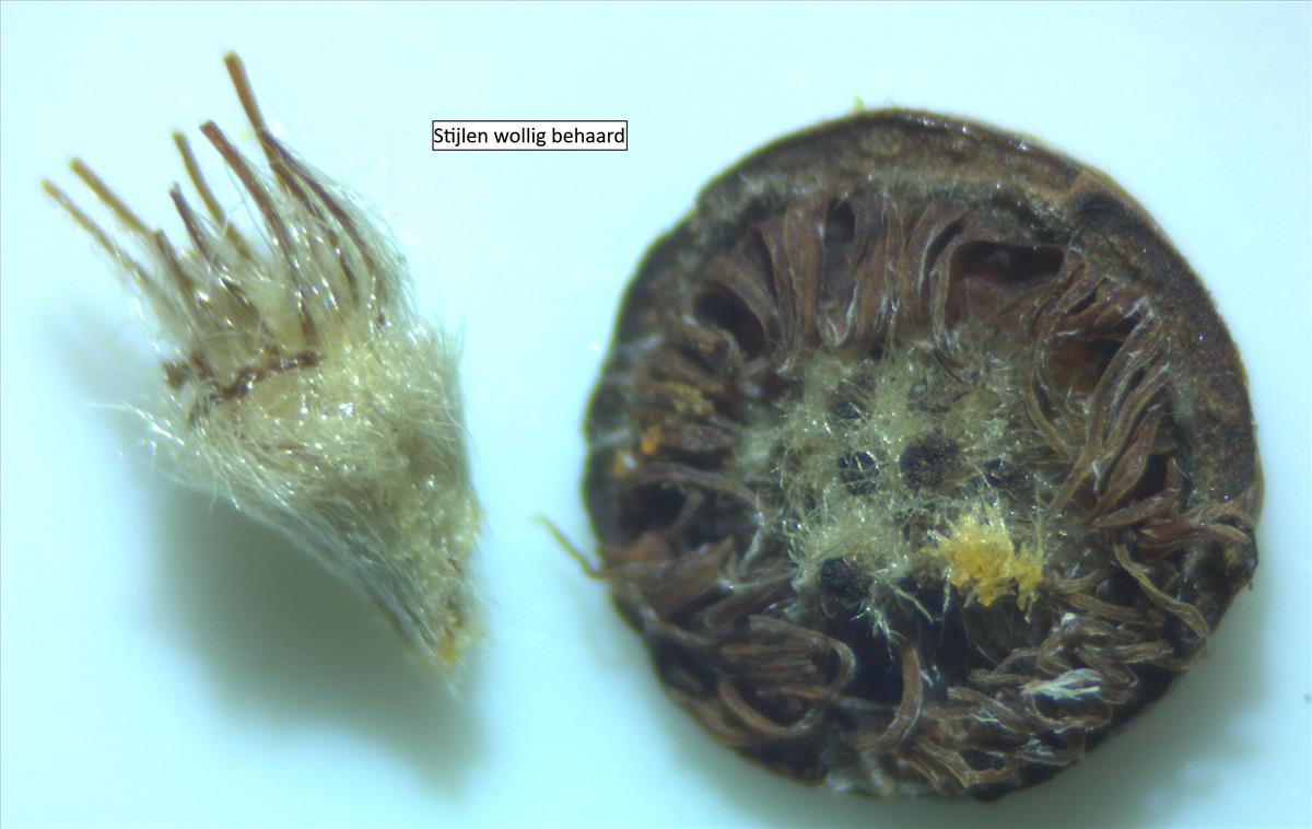 Rosa x inodora (door Jan Klinckenberg)